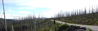 much of yellowstone was burnt by fire