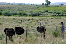 bryan + ostriches