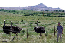 bryan + ostriches